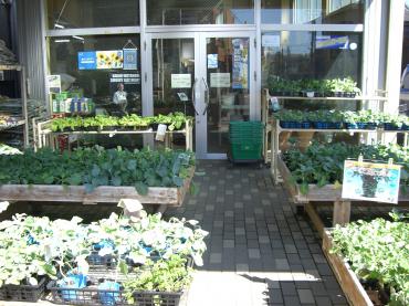 野菜の苗|「東小島屋」　（静岡県磐田市の花屋）のブログ